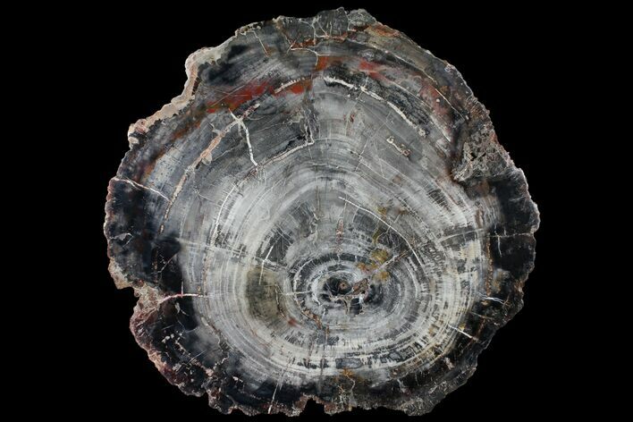 Petrified Wood (Araucaria) Slab - Madagascar #118754